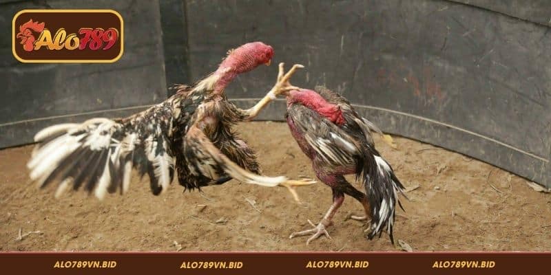 Bí quyết phân tích phả hệ gà chọi ALO789 hiệu quả