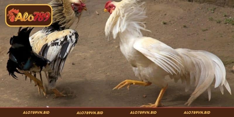 Cách phân tích chiến lược dựa trên kết quả đá gà Thomo ALO789