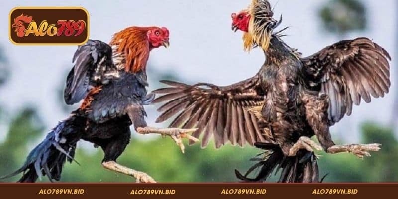 Cách phân tích phả hệ gà chọi ALO789 dễ dàng