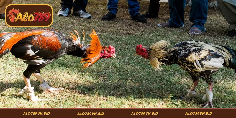 Khái niệm cơ bản về đá gà Thomo ALO789